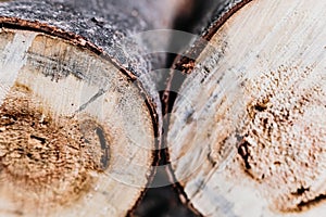 Detail of the rings of a sawed tree trunk