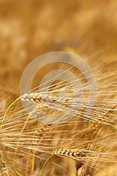 Detail of ripe Barley Spikes