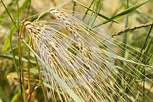 Detail of ripe Barley Spikes