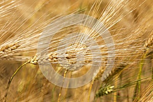 Detail of ripe Barley Spikes