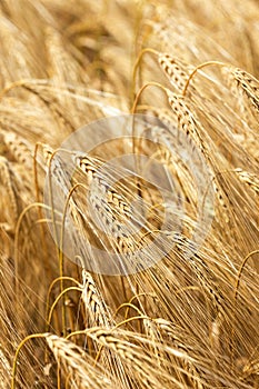 Detail of ripe Barley Spikes