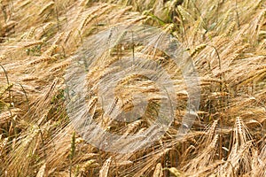 Detail of ripe Barley Spikes