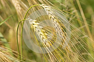 Detail of ripe Barley Spikes