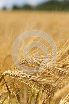 Detail of ripe Barley Spikes