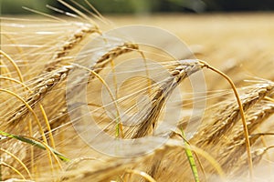 Detail of ripe Barley Spikes