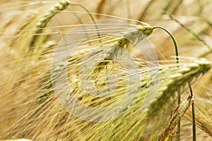 Detail of ripe Barley Spikes