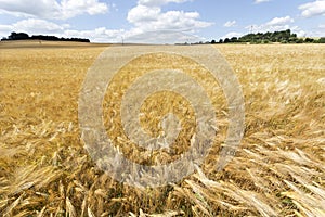 Detail of ripe Barley Spikes