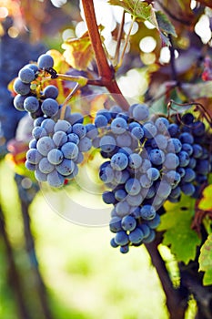 Detail of the ripe blue grapes hanging in the vineyard