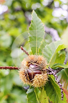 Detail of ripe chestnuts. Chestnut Castanea sativa fruit in a branch