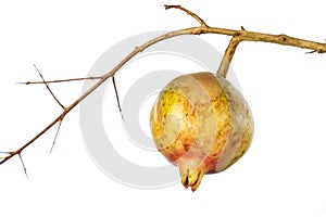 Detail of a ripe pomegranate on the tree branch isolated on white