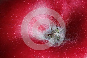 Detail of a ripe red apple macro