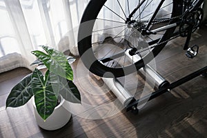 Detail of road bike on rolling trainer and little plant in private space, indoor bike training at home during quarantine period