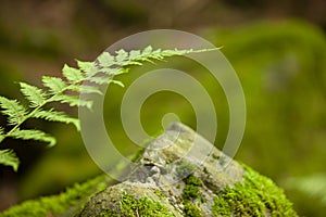 Detail of a rock, Black Forest, Germany. Photo in Forest, Plants and trees