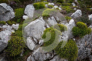 Detail of rocks and shrub vegetation, interesting geology