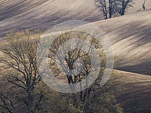 Detail of the rolling South Moravian landscape near the town of Kyjov called Moravian Tuscany, Czech Republic