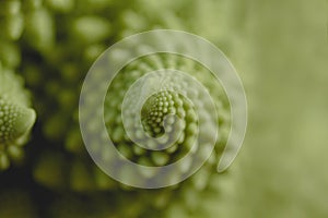 Detail of romanesco broccoli logarithmic spirals