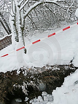 Detail of the roots out of the ground of a fallen tree under snow storm