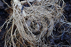 DETAIL OF ROOTS OF A PLANT