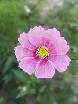 Detail of rose flower on blured background