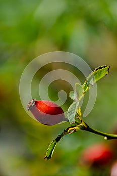 detail of a rose hip on an out-of-focus green background. Rosa eglanteria