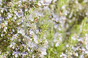 Detail of a rosemary