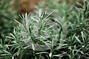 Detail of rosemary bush