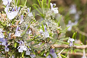 Detail of a rosemary bush in bloom
