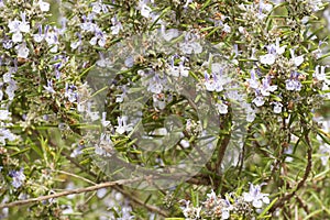 Detail of a rosemary bush in bloom