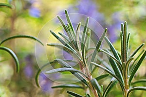 Detail of a rosemary flower bush in the garden, Rosmarinus officinalis photo
