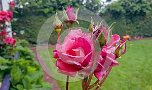 detail of roses and rose buds in garden with background of green plants