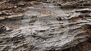 Detail of Rotting tree eaten by Huhu grubs