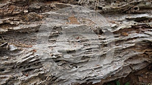 Detail of Rotting tree eaten by Huhu grubs photo