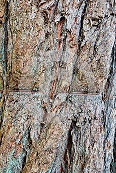 Detail of Rough Stringy Bark, Textured Background