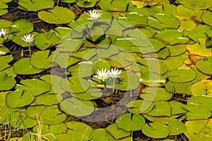 Detail of royal victories in bloom over the water of a lake.