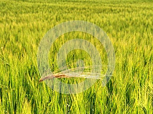 Detail of rye or barley corn in field.  Agriculture and nature