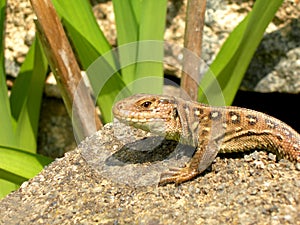 Detail of a salamander