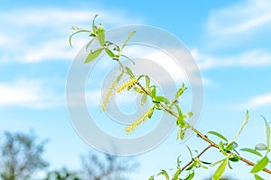 Detail of Salix alba Tristis known as White Willow