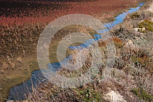 Detail of Saltern Pond photo