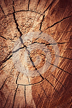 Detail of sawn tree trunk