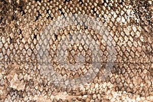 Detail of Scaley Fish Skin photo