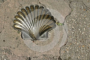 Detail of the scallop is the official symbol of Xacobeo. photo