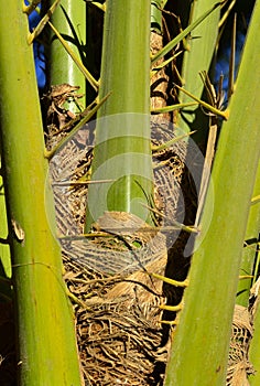 A detail of the scary spikes of Palm Tree.