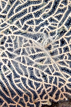 Detail of a sea fan in the Red Sea.