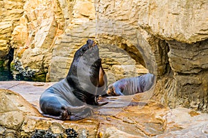 detail of a sea lion resting on a rock inside of the ciudad de las artes y de las ciencias in valencia, spain...IMAGE photo