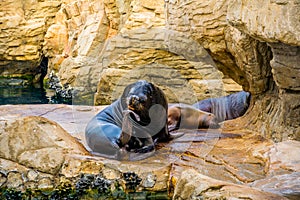detail of a sea lion resting on a rock inside of the ciudad de las artes y de las ciencias in valencia, spain...IMAGE photo