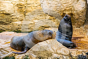 detail of a sea lion resting on a rock inside of the ciudad de las artes y de las ciencias in valencia, spain...IMAGE