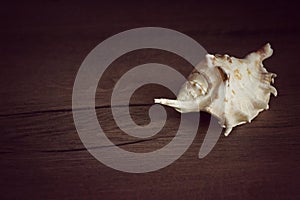 Detail of sea shell