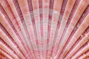 Detail of sea shell