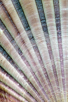 Detail of sea shell