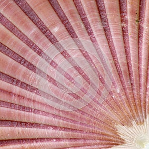 Detail of sea shell